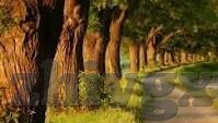 果冻传媒资源-探索果冻传媒资源的多元化与影响力