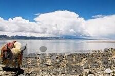 麻豆传媒app免费视频-趣谈老师说去哪儿的精彩世界，从麻豆传媒到免费的视频乐趣